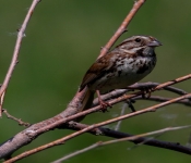 2016 06 11 WildLife MPLS 153